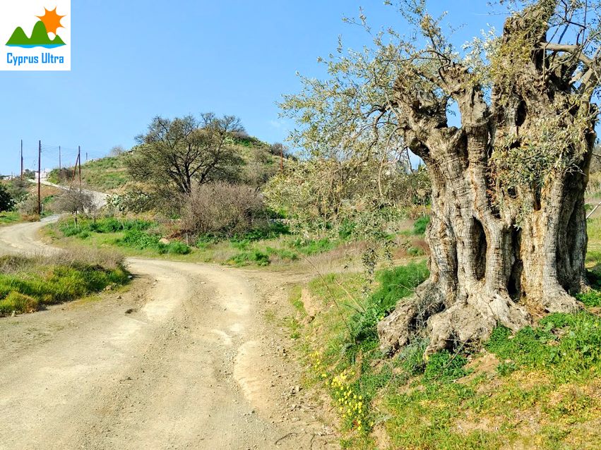 cyprus-olive-tree