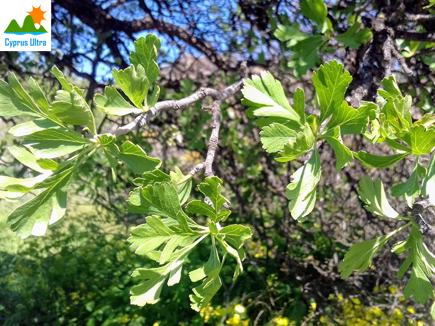 hawthorn-tree-leaf