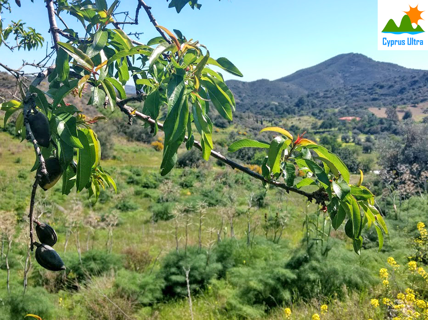 cyprus-almond-tree